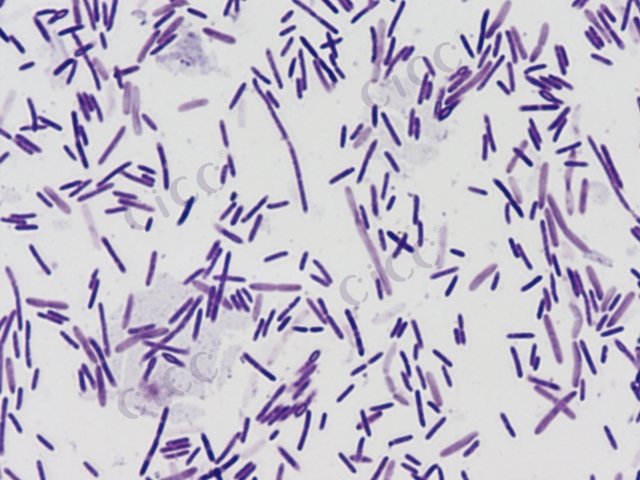 Brevibacillus sp
