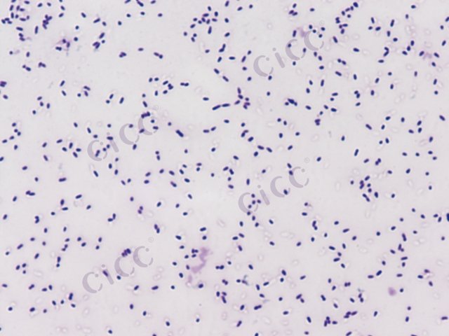 假单胞菌属 Pseudomonas sp CICC 10441 Pseudomonas sp