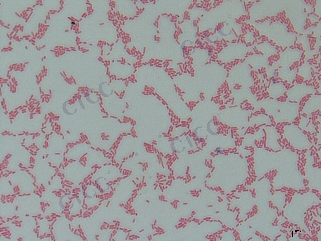 Pluralibacter gergoviae
