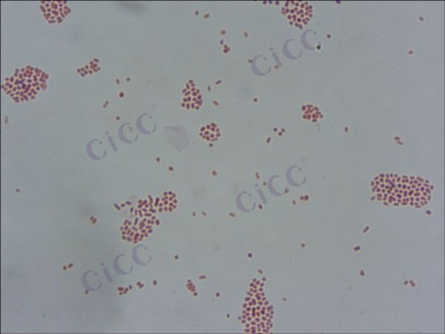 奇异变形菌 Proteus mirabilis CICC 21516 Proteus mirabilis