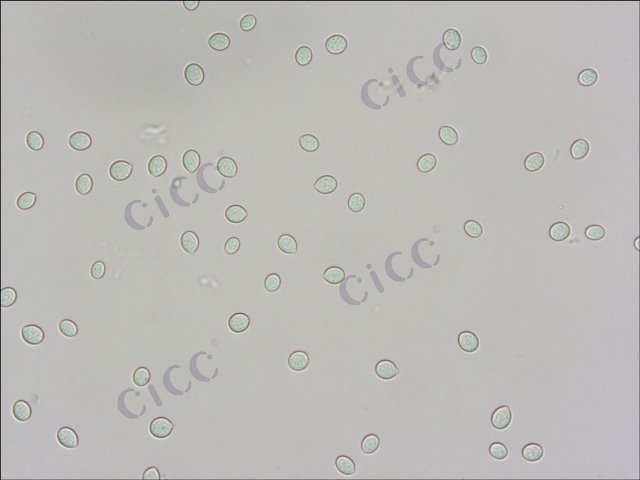 Cryptococcus diffluens