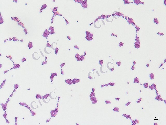 金黄色葡萄球菌 Staphylococcus aureus CICC 10001 Staphylococcus aureus