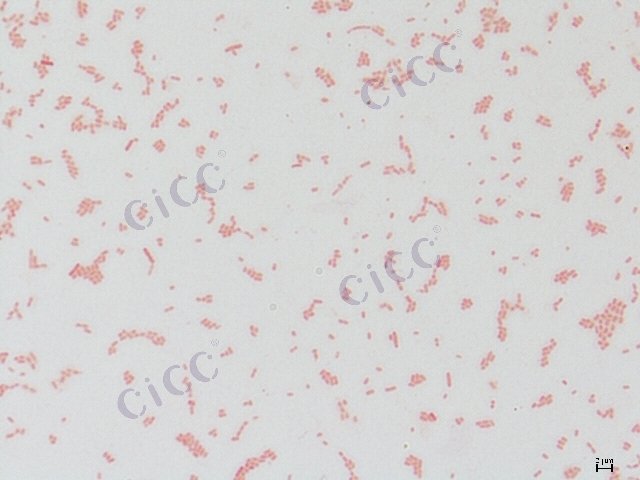 产志贺毒素大肠埃希氏菌 Escherichia coli STEC CICC 10669 Escherichia coli STEC