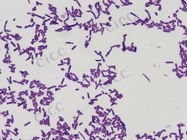 Lactobacillus helveticus