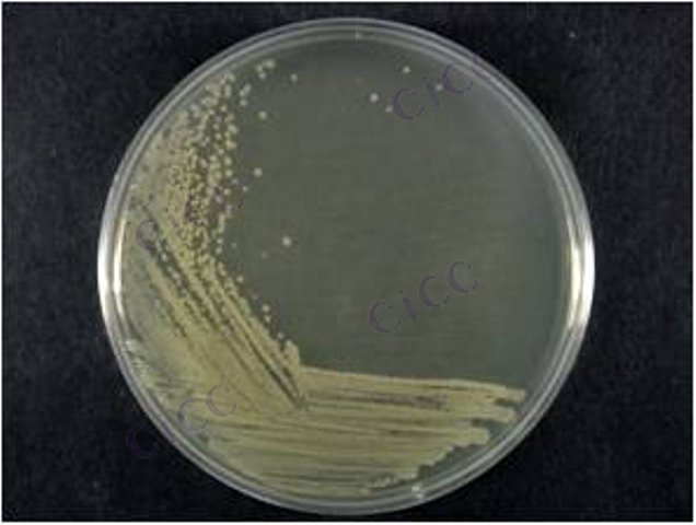 解木糖赖氨酸芽胞杆菌 Lysinibacillus xylanilyticus CICC 10600 Lysinibacillus xylanilyticus
