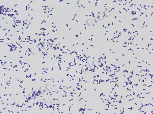 河流弧菌 Vibrio fluvialis CICC 21612 Vibrio fluvialis