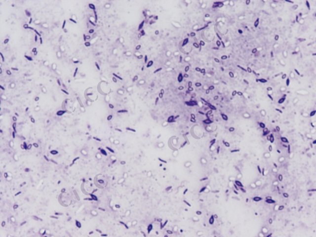 Brevibacillus thermoruber