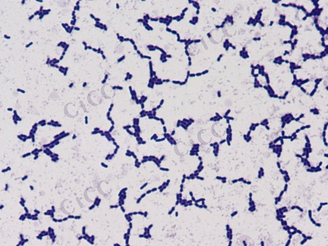 Lactiplantibacillus pentosus
