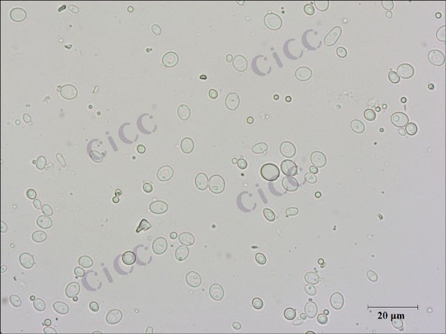Candida tropicalis