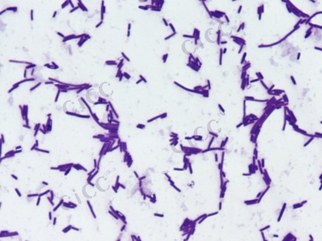 Bacillus safensis