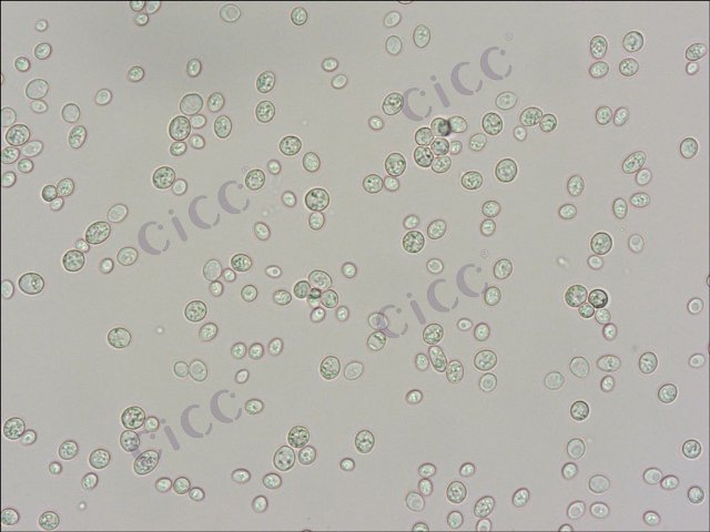 酿酒酵母 Saccharomyces cerevisiae CICC 1001 Saccharomyces cerevisiae