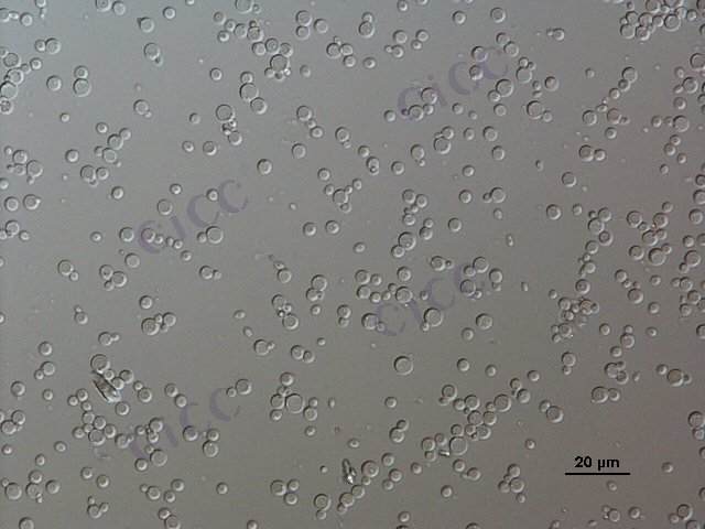 Komagataella phaffii