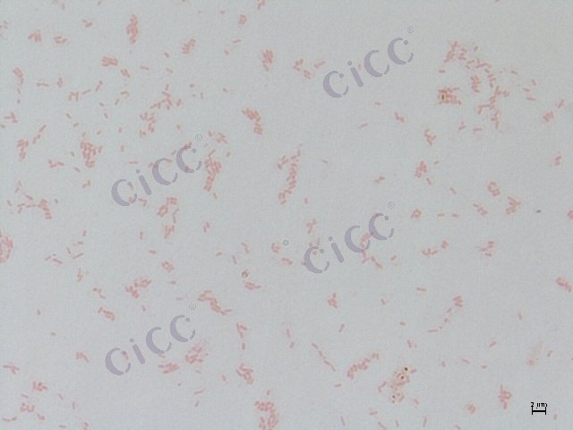 Pseudomonas aeruginosa