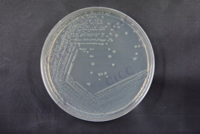 大肠埃希氏菌 Escherichia coli CICC 10305 Escherichia coli