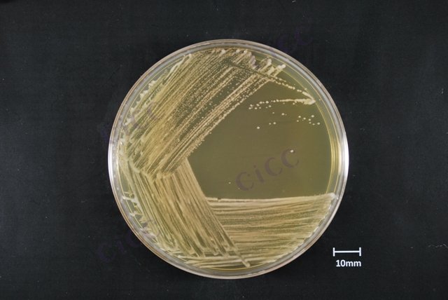 Lacticaseibacillus rhamnosus