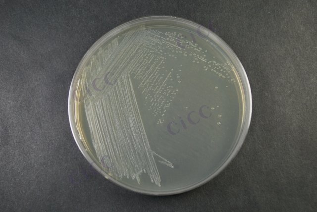 大肠埃希氏菌 Escherichia coli CICC 10223 Escherichia coli