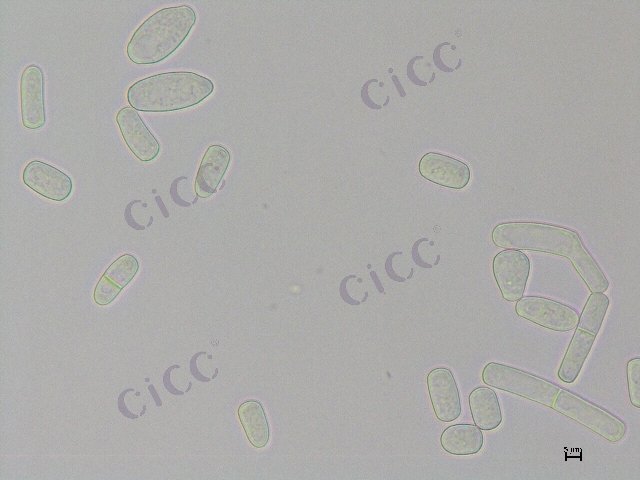 Magnusiomyces magnusii