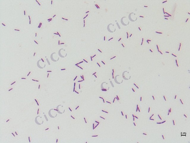 Paenibacillus lautus