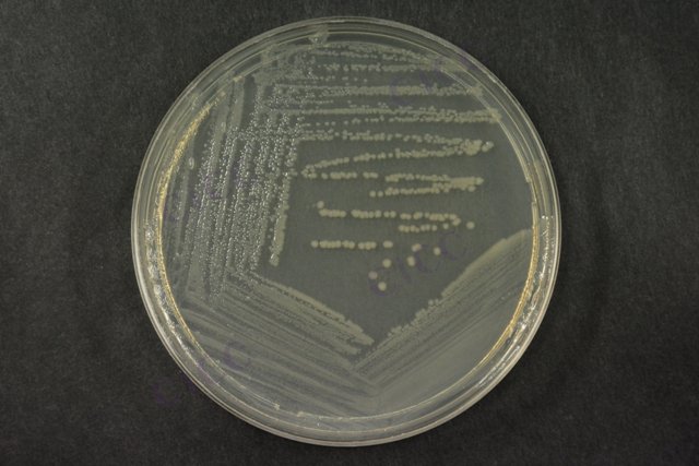 Pseudomonas fluorescens