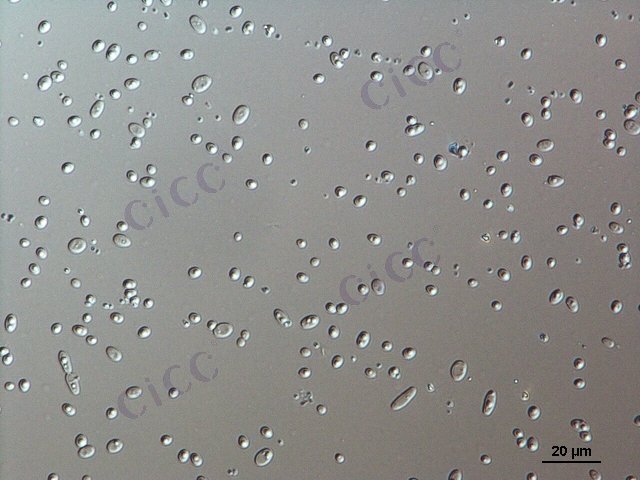 近平滑假丝酵母 Candida parapsilosis CICC 1973 Candida parapsilosis