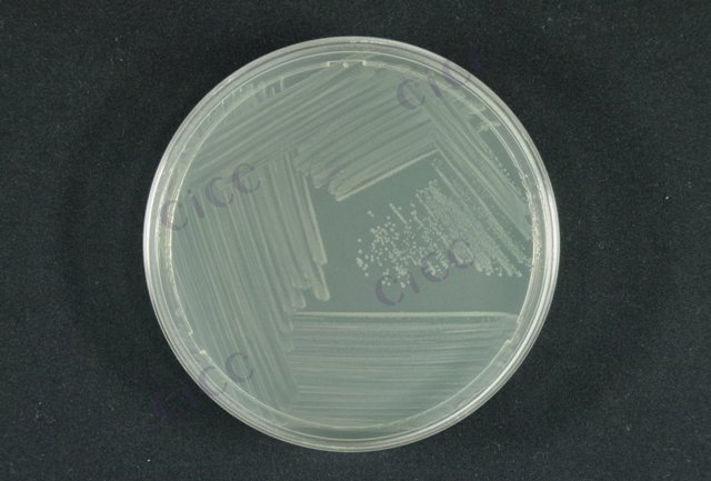 产志贺毒素大肠埃希氏菌 Escherichia coli STEC CICC 10670 Escherichia coli STEC