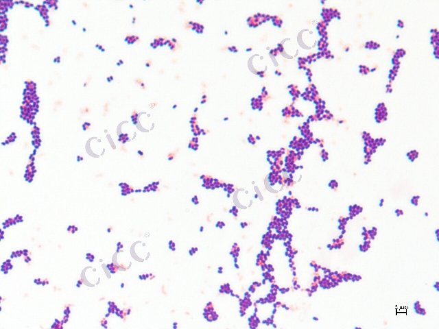 Enterococcus faecalis