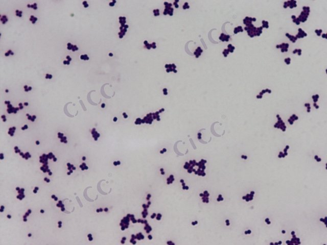 葡萄球菌属 Staphylococcus sp CICC 10691 Staphylococcus sp