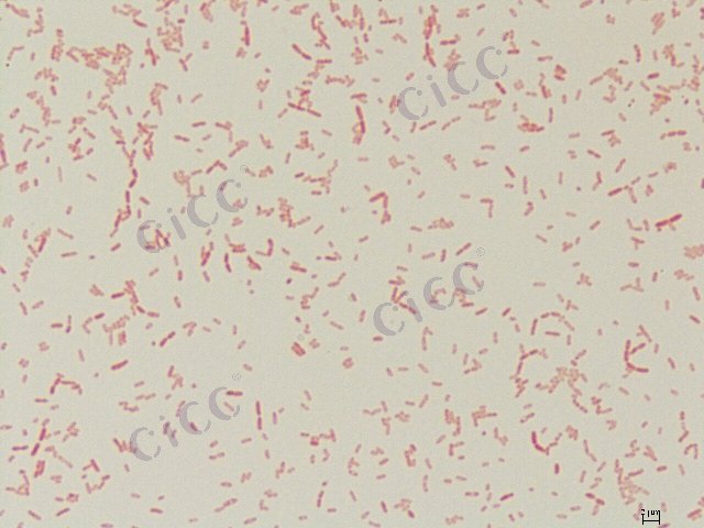 Achromobacter sp