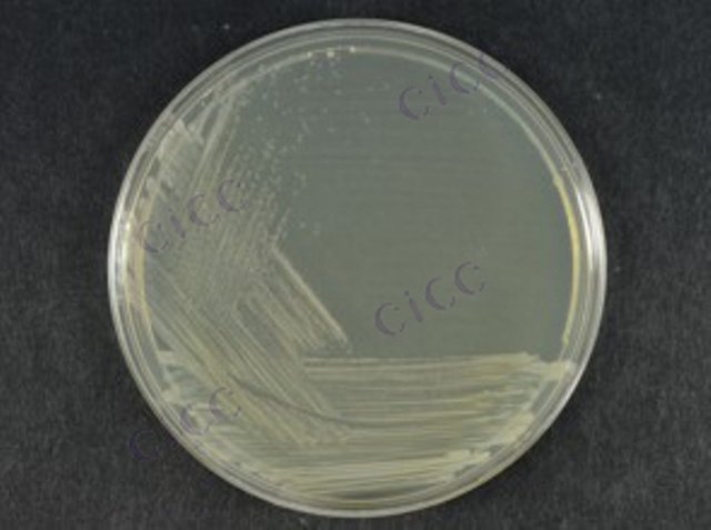 解淀粉芽胞杆菌解淀粉亚种 Bacillus amyloliquefaciens subsp amyloliquefaciens CICC 10079 Bacillus amyloliquefaciens subsp amyloliquefaciens
