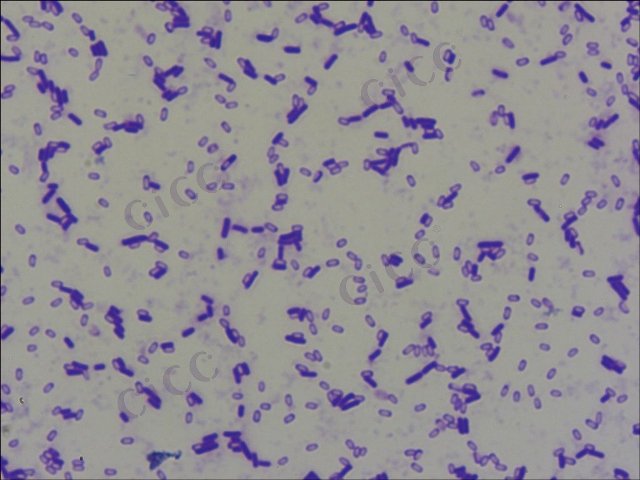 萎缩芽胞杆菌 Bacillus atrophaeus CICC 10377 Bacillus atrophaeus