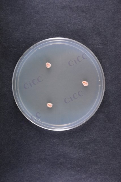 白色诺卡氏菌 Nocardia alba CICC 10555 Nocardia alba