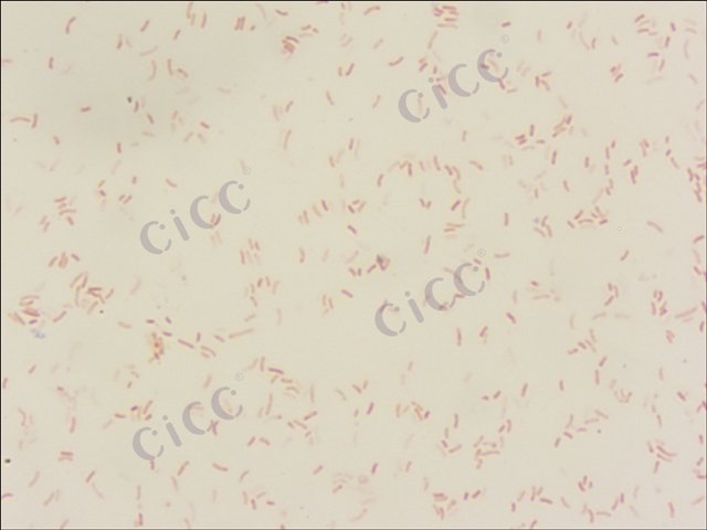 霍乱弧菌 Vibrio cholerae CICC 23794 Vibrio cholerae