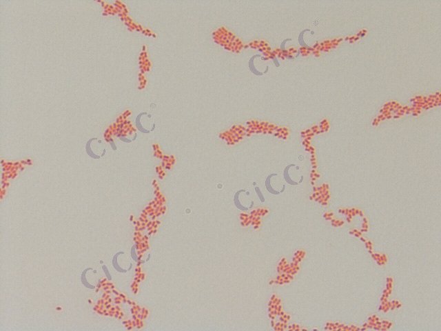 Salmonella enterica subsp enterica serovar Infantis