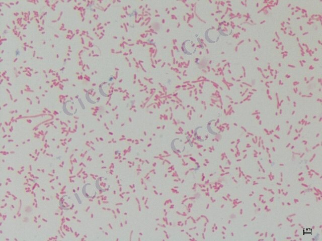 溶藻弧菌 Vibrio alginolyticus CICC 10484 Vibrio alginolyticus