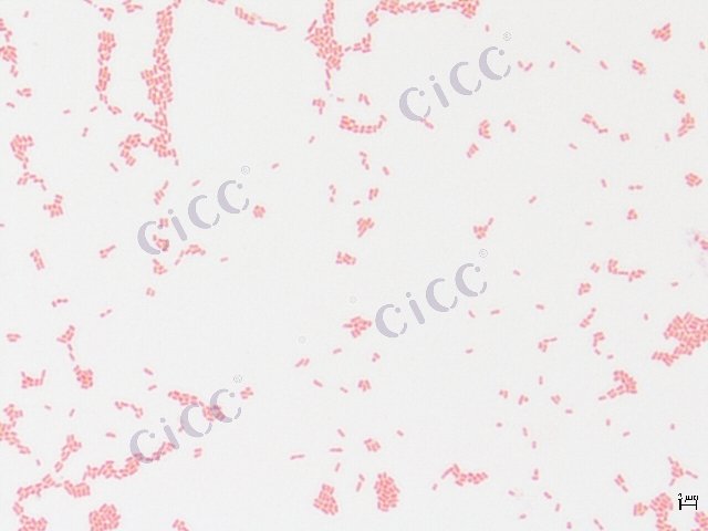 肠杆菌属 Enterobacter sp CICC 10018 Enterobacter sp