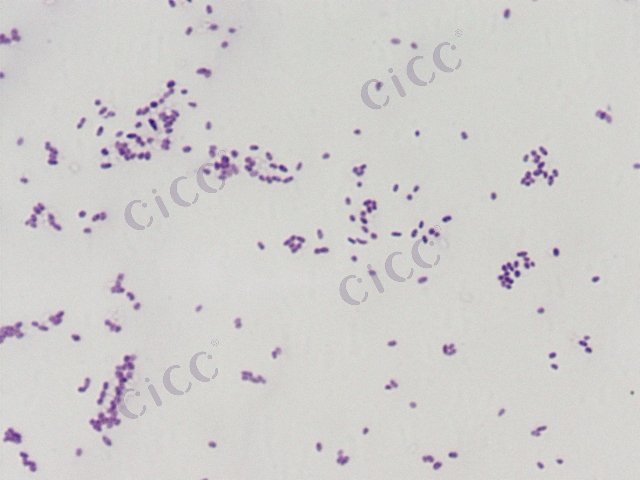 热带副伯克霍尔德氏菌 Paraburkholderia tropica CICC 10405 Paraburkholderia tropica