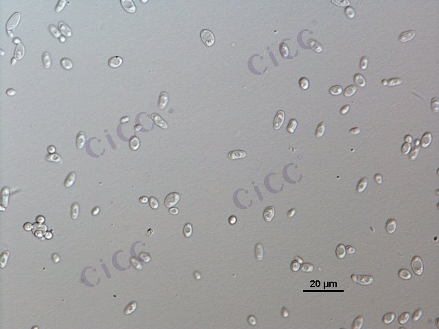 Issatchenkia orientalis