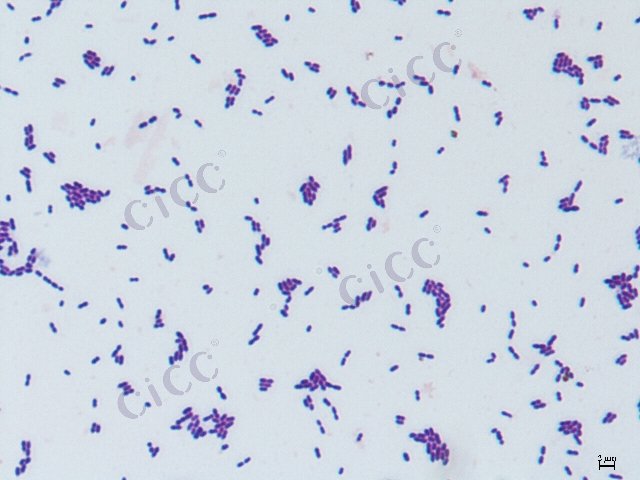 Enterococcus cecorum