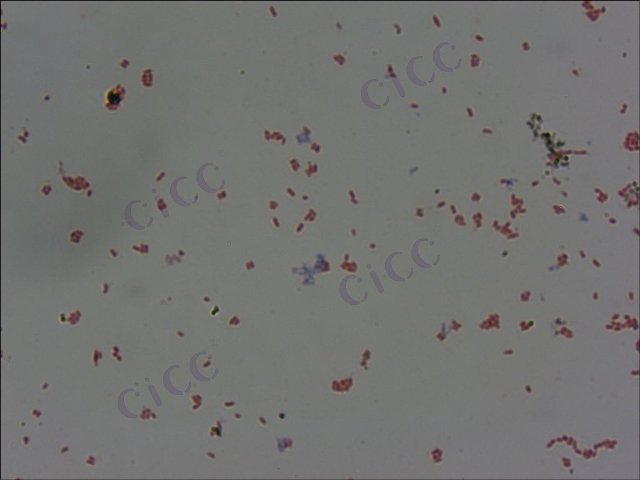 海泥黄杆菌 Flavobacterium oceanosedimentum CICC 10572 Flavobacterium oceanosedimentum
