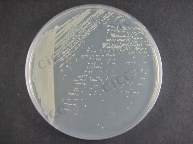 塞弗特氏不动杆菌 Acinetobacter seifertii CICC 10526 Acinetobacter seifertii