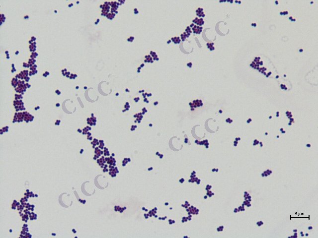 嗜盐四生球菌 Tetragenococcus halophilus CICC 10469 Tetragenococcus halophilus