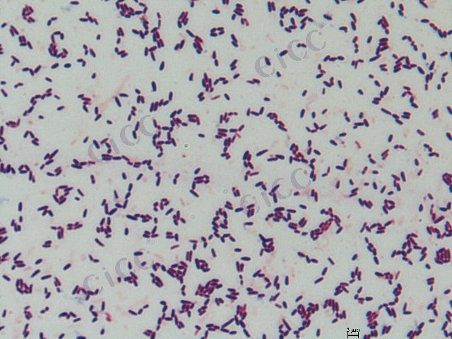 嗜盐芽胞杆菌属 Halobacillus sp CICC 10442 Halobacillus sp