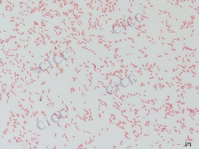 Salmonella enterica subsp enterica serovar  Paratyphi-C