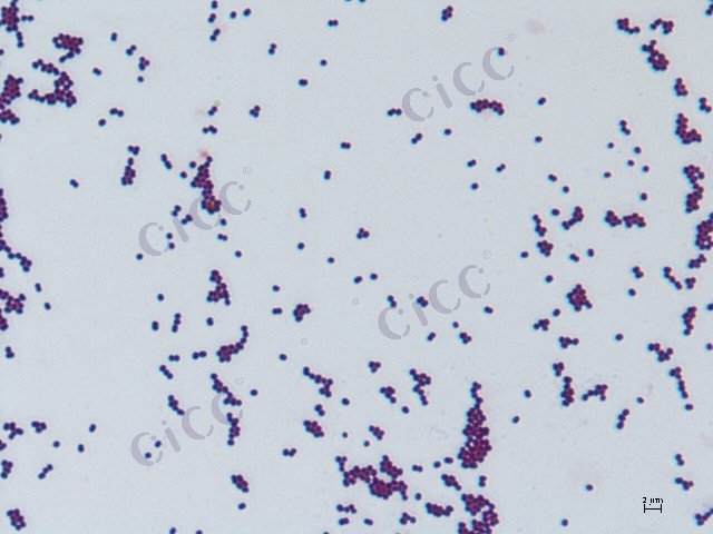 Pediococcus pentosaceus