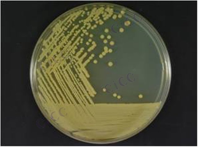 Micrococcus sp