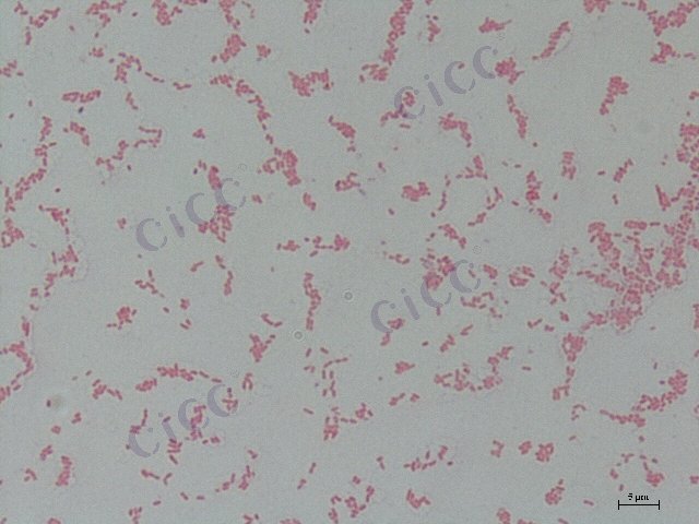 Achromobacter sp
