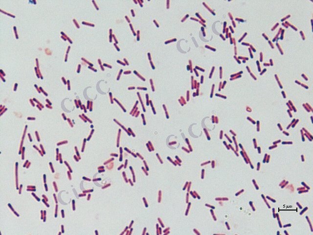 Lysinibacillus sp