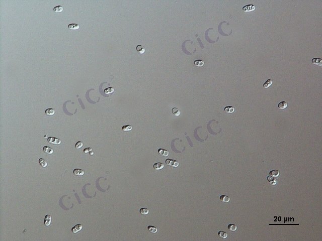 Schizosaccharomyces pombe