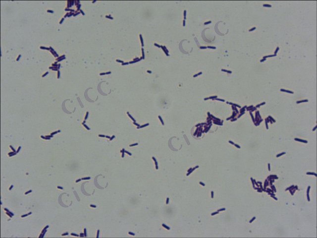 Lactobacillus gallinarum