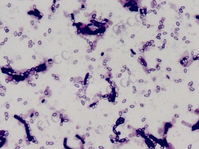 Bacillus megaterium